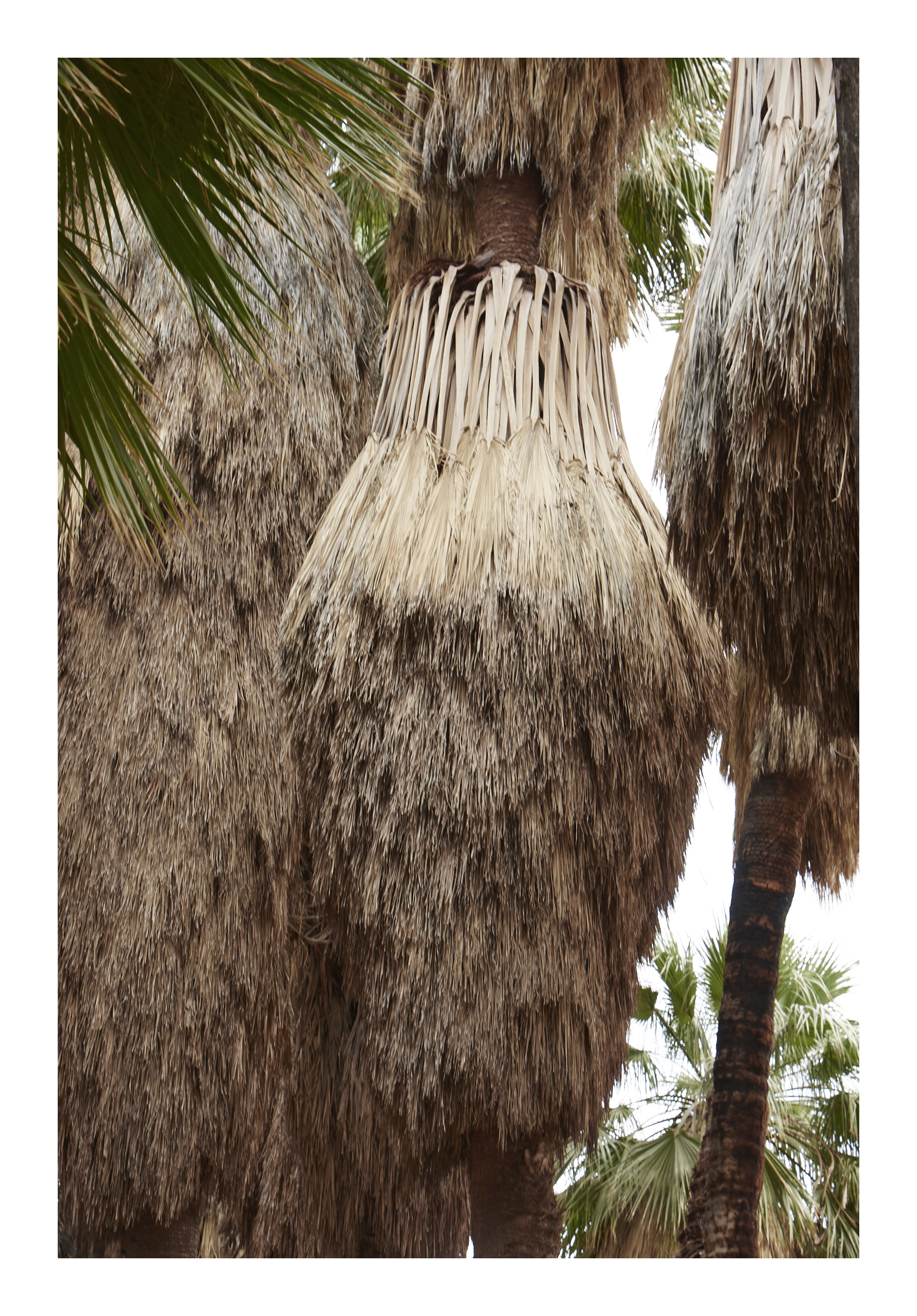 supernaturals | giedre