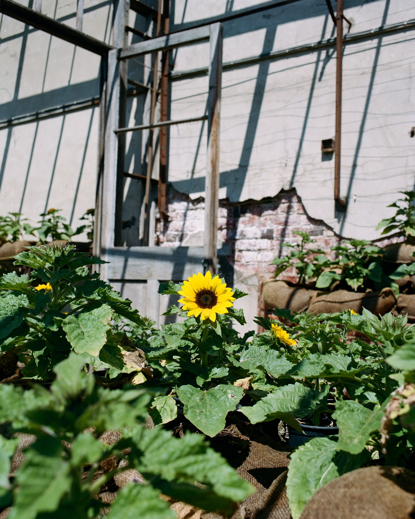 Seeds of Hope | Harewood House