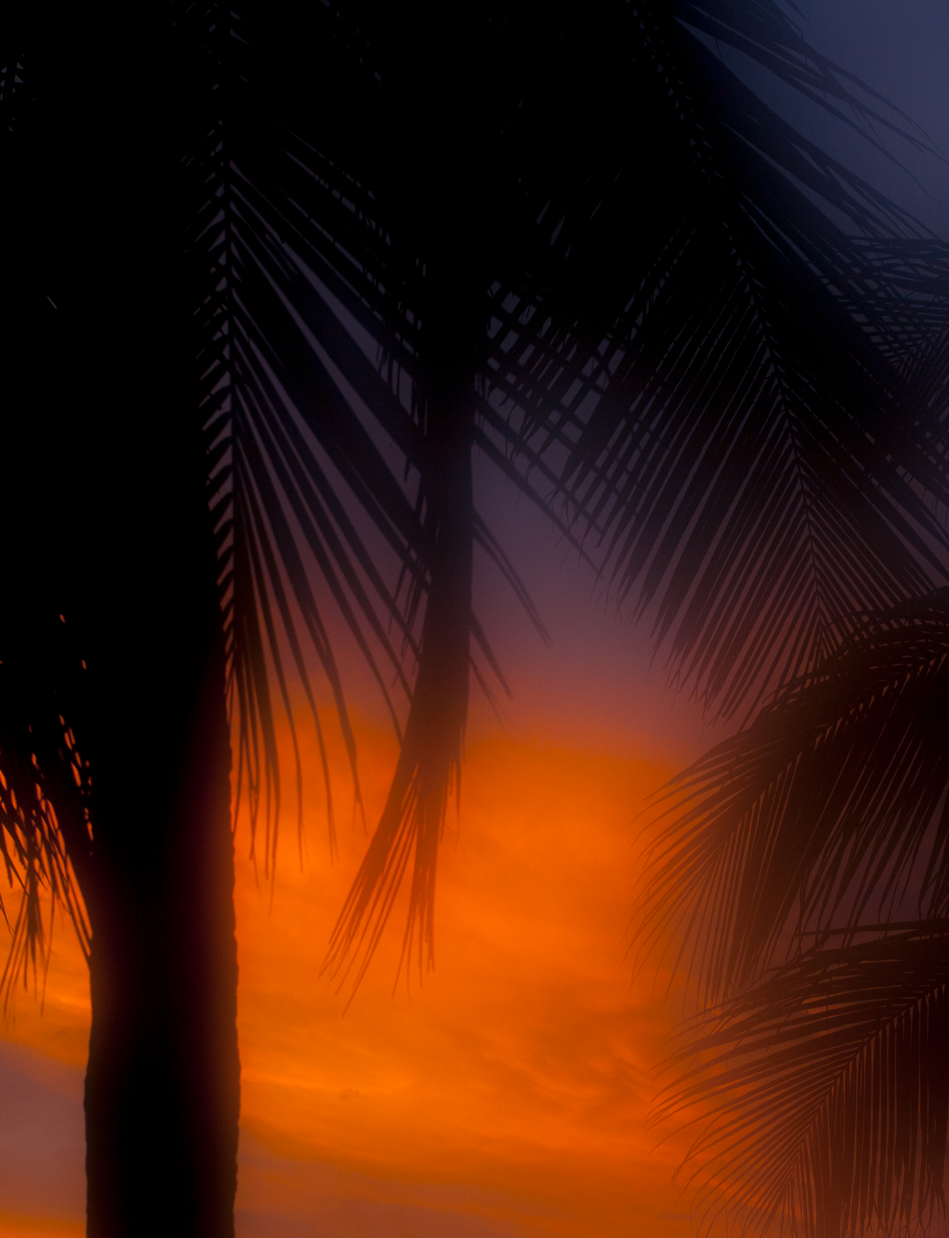 Desafinado | Port Magazine