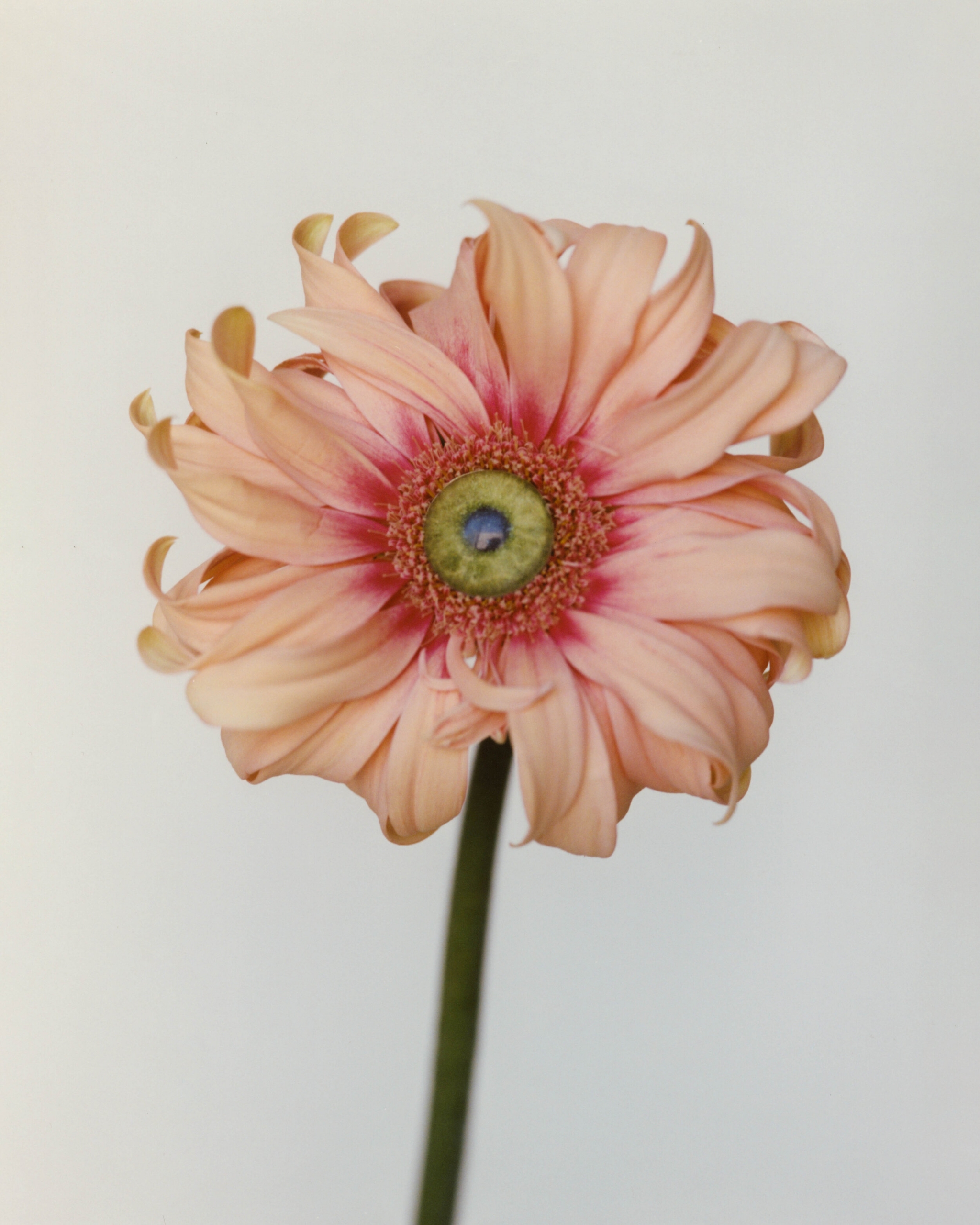 Solar Magazine | Bloom