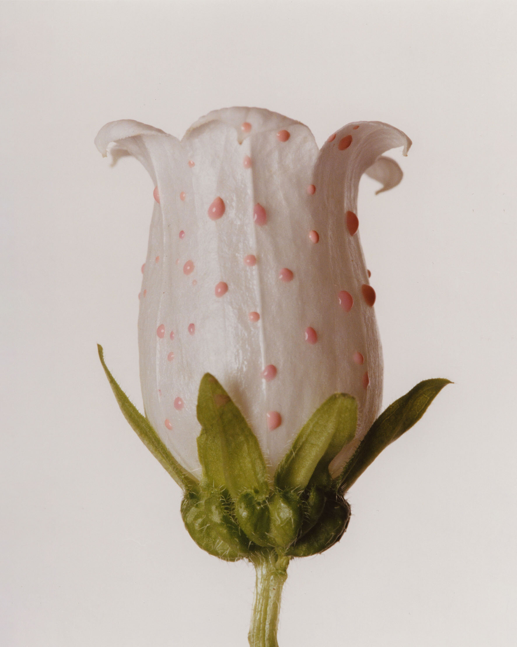 Solar Magazine | Bloom
