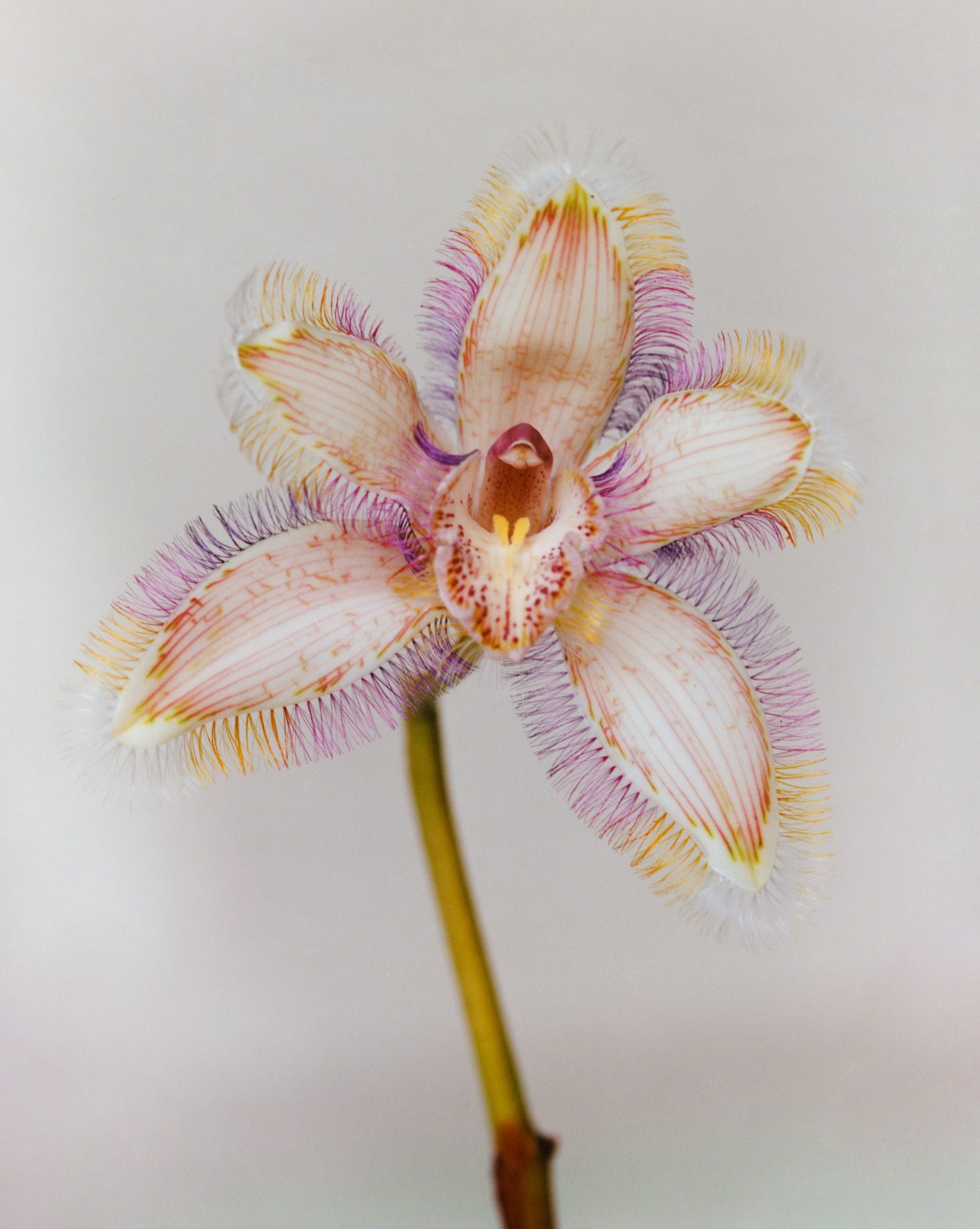 Solar Magazine | Bloom