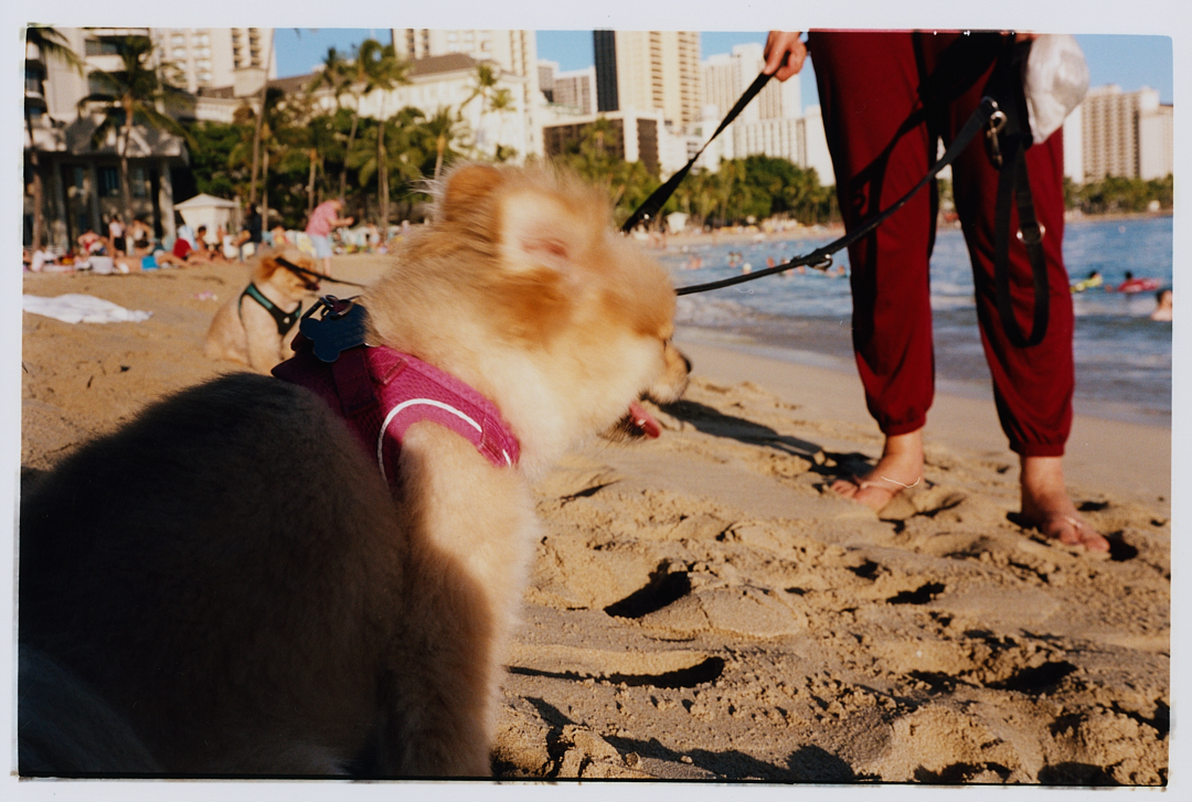 POSTCARDS FROM HAWAII