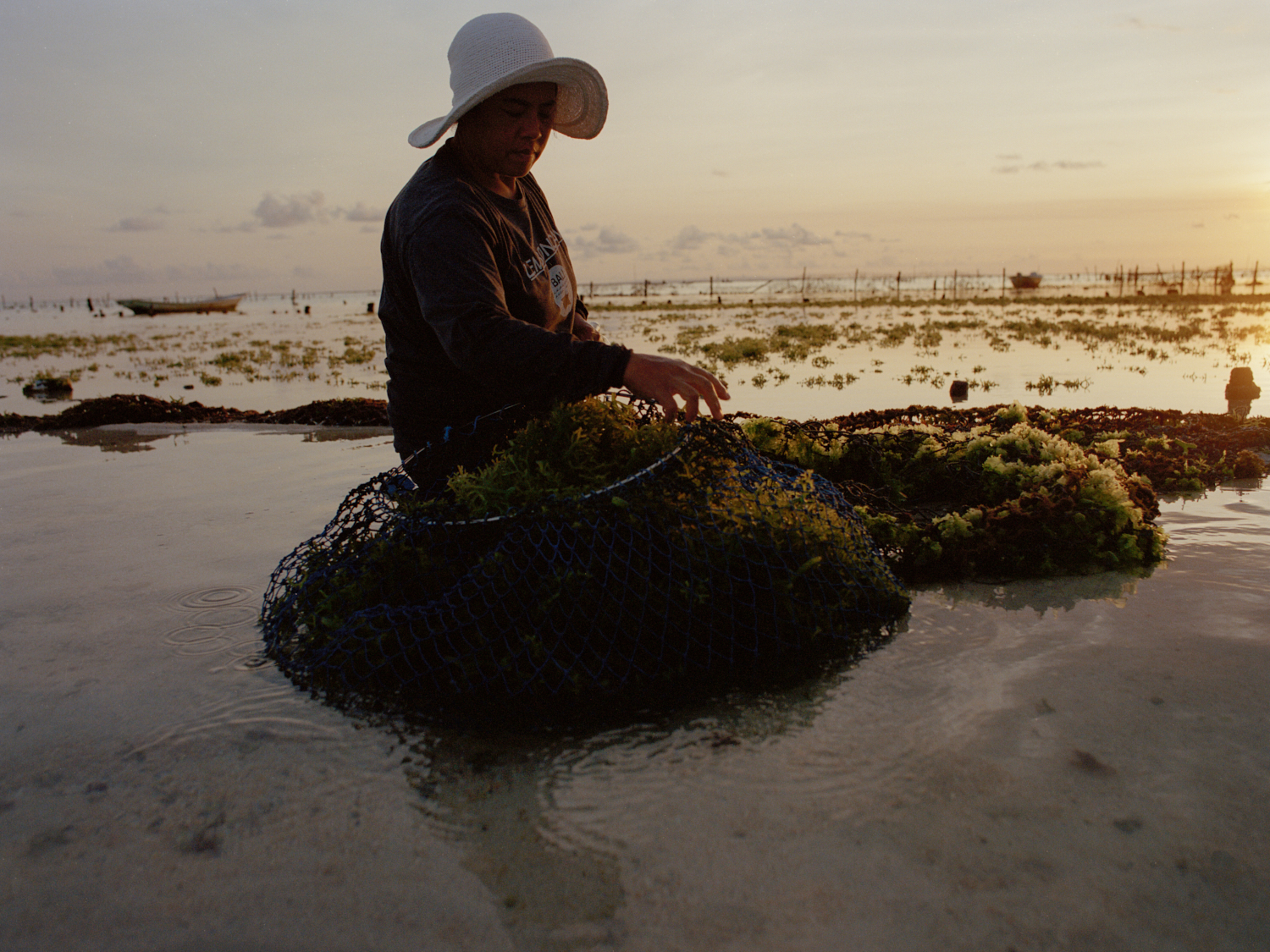 Resilient Harvest