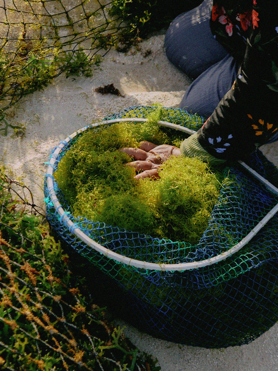 Resilient Harvest