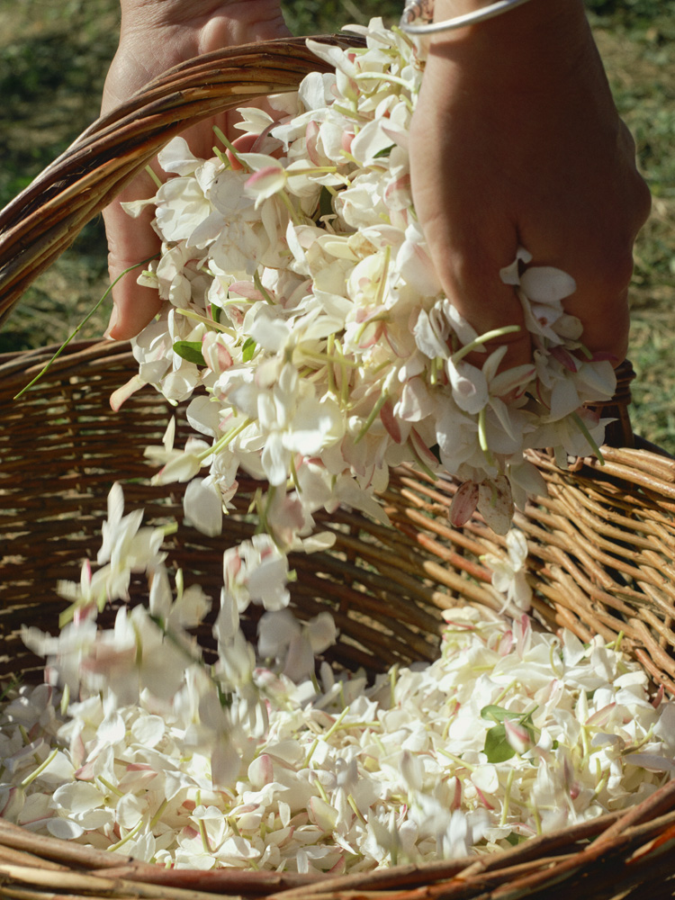 Acqua Di Parma