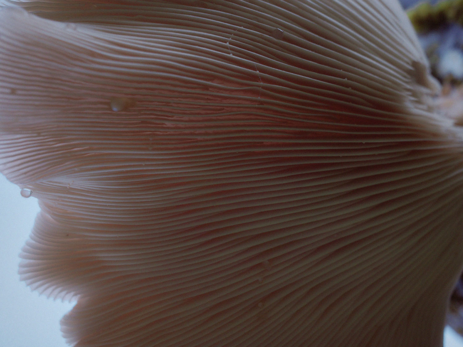 Present Mushroom