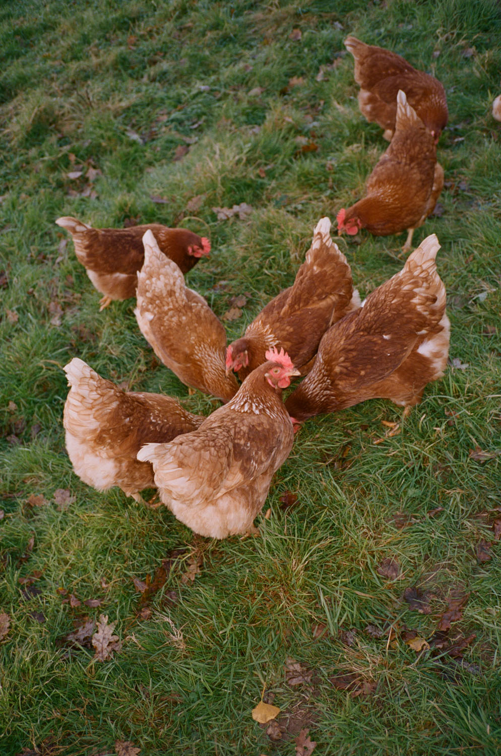 FT How to Spend It | Plaw Hatch Farm