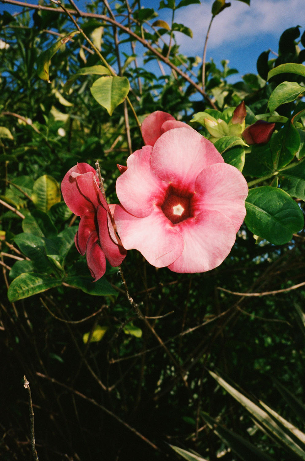 Dominica
