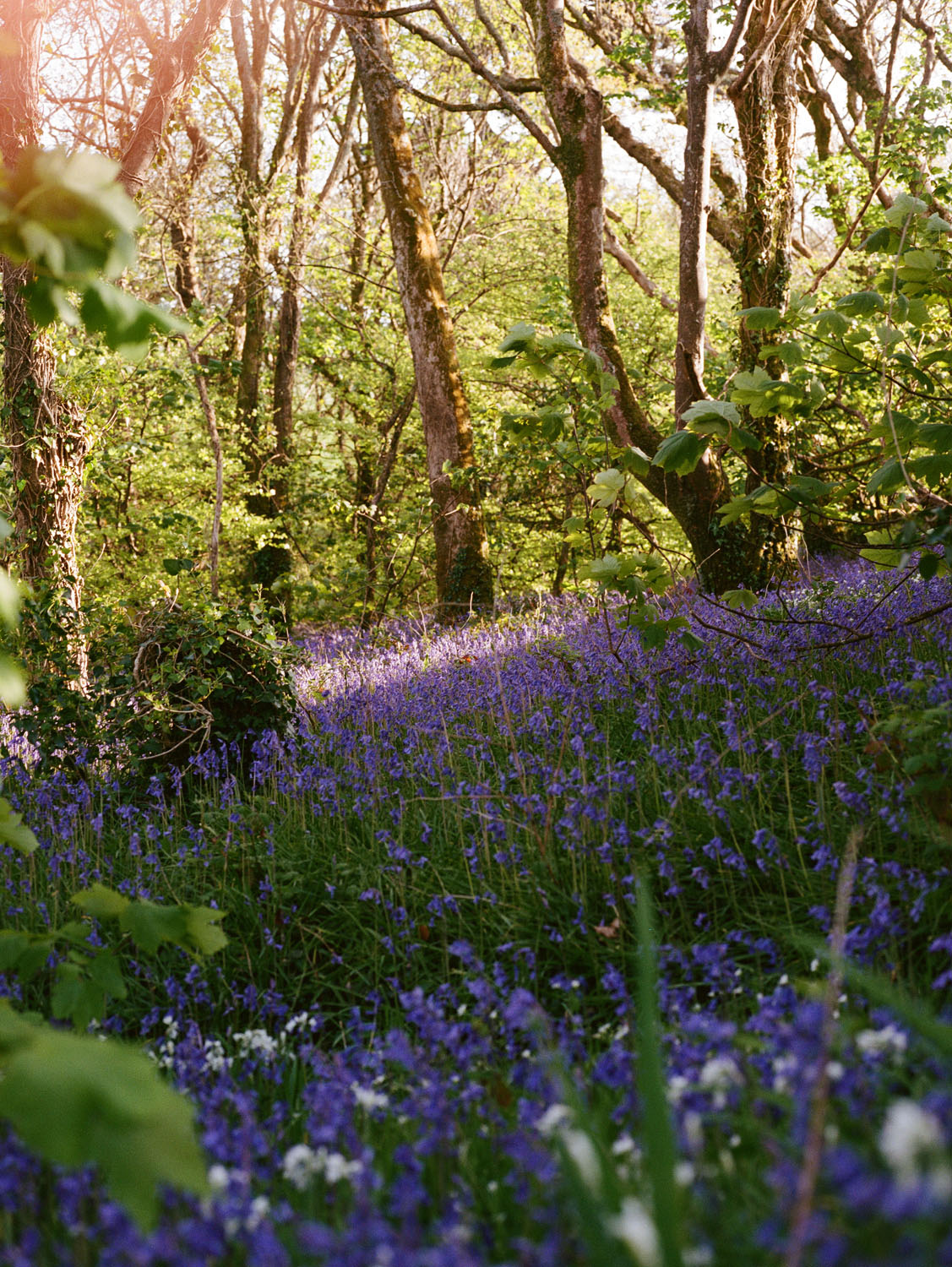 Coat Paints | Cornwall